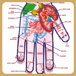 a palm with internal organ