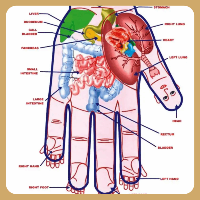 a palm with internal organ