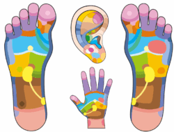 a image with hand foot ear reflex point show internal organ for reflexology