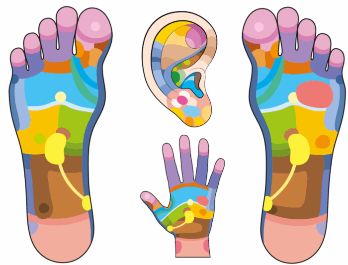 a image with hand foot ear reflex point show internal organ for reflexology