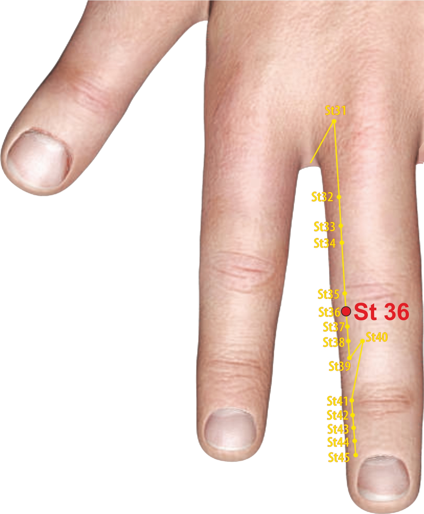 St36 Muscle Foot and knee pain - Aynindia :Aynindia